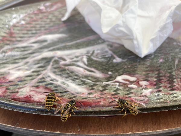 Three wasps eating the sweet mess that was left on my waffle plate